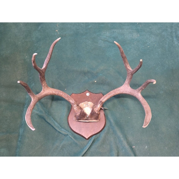 Mounted Deer Antlers on Plaque