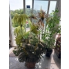 Image 1 : Set of 4 Artificial Plants, 5 Ft Tall 