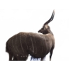 Image 6 : Full-Body Nyala Taxidermy Mount