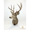 Image 4 : DEER - MULE