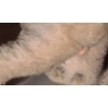 Image 4 : - Vintage Steiff Elephant 12 W Trunk to Tail, 7 T, With Tag