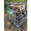 Image 3 : Single Large IBC Metal Tote Cage; 39inx47in, 45In Tall w/ Contents (Firewood) 