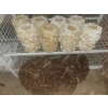 Large Cherub Candle Sconces w/ Faux Foliage Rounds (Assorted Sizes)