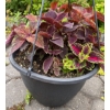 Image 5 : 4 Outdoor Potted Plants 