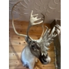 Image 2 : Amazing shoulder mount Caribou, perfect for any den or large area in beautiful condition