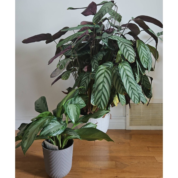 Calathea and Aglaonema Houseplants in Decorative Pots