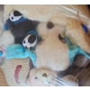 Image 4 : Big Bag of Assorted Stuffed Animals 