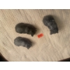 Image 1 : Wolf Original Soapstone Carvings Bears (3)