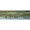 Image 5 : Vintage Watercolor Collection Unsigned w/ W. Marshall Signed Chalk/Oil on Board 