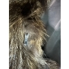 Image 6 : Womens Raccoon Fur Coat, Satin Lining and Dasco Clasps