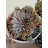 Image 4 : Live Succulent Garden #1 - 3 Large 2 Medium Sized Pots 