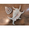 Image 2 : Coastal-Inspired Lot With Glass Jar, Decorative Shells, Necklaces, and Starfish