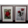 Image 3 : Creature Comforts - Assorted Home Decor 14x20