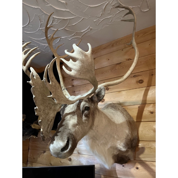 Amazing shoulder mount Caribou, perfect for any den or large area in beautiful condition