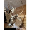 Image 1 : Amazing shoulder mount Caribou, perfect for any den or large area in beautiful condition