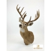 Image 2 : DEER WHITE TAILED