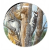 Image 8 : 4 Canadian Wildlife Collector Plates with COAs