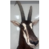 Image 5 : African Sable Antelope Torso 24W x 42D x 96T