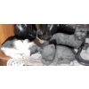 Image 2 : Black Cat Figurines Assorted Collection