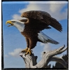 Image 3 : 2014 $100 for $100 Majestic Bald Eagle - 99.9% Fine Silver Coin - #2