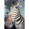 Image 7 : African Zebra Torso 17W x 40D x 76T
