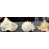 Image 7 : Coral and Fossil Fragments