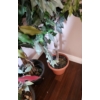 Image 6 : Set of 4 Artificial Ficus Plants 66 T (One Has Some Red Leaves)