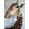 Image 2 : African Giraffe Torso 96T x 48W  x 48D