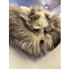 Image 3 : Historic Drumheller Fox Fur Shawl– Winnifred Hooker Collection Originating from the early 1900s, 