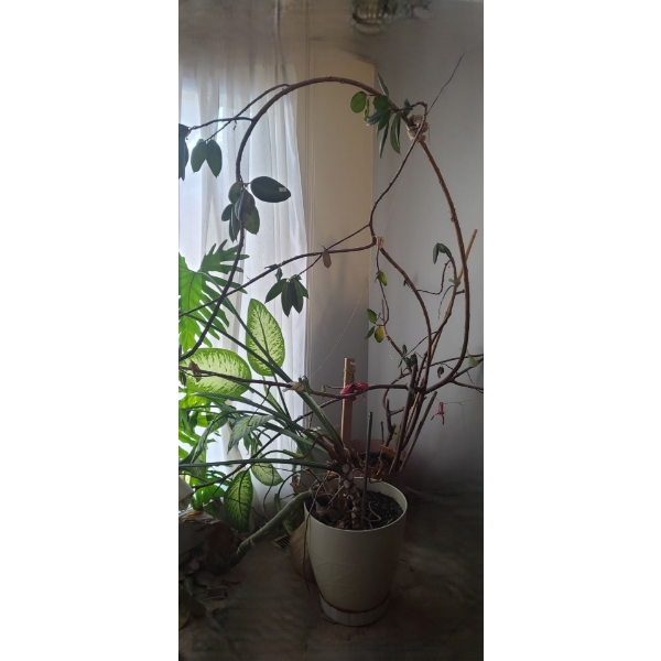 Large Natural Houseplants- Monstera- Pot 18" Diameter, 18 T and Rubber Tree- Pot 16" Diameter, 14 T 