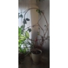 Image 1 : Large Natural Houseplants- Monstera- Pot 18" Diameter, 18 T and Rubber Tree- Pot 16" Diameter, 14 T 