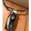 Image 2 : Asian Goat