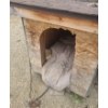Image 5 : Doghouse 50 W, 63 D, 42 T 