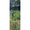 Image 5 : Garden Essentials - Pedestal Fountain 24T  Resin Racoons Windmill & More