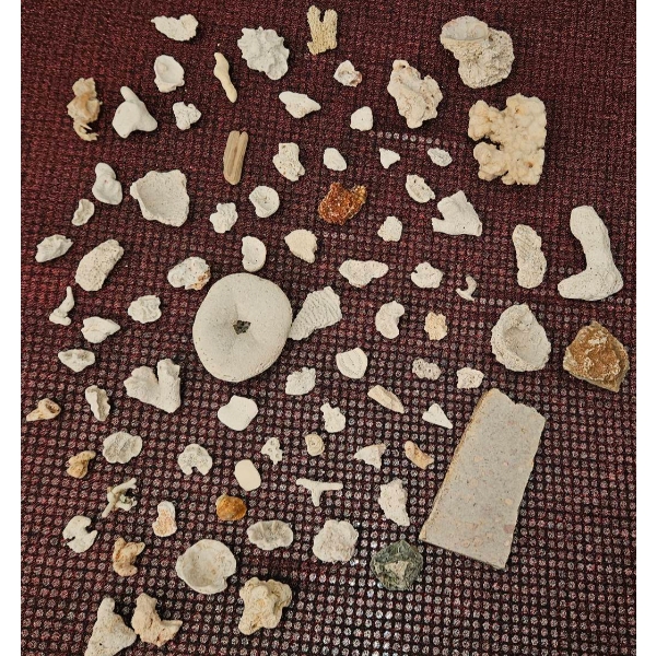 Coral and Fossil Fragments