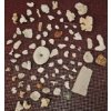 Image 1 : Coral and Fossil Fragments
