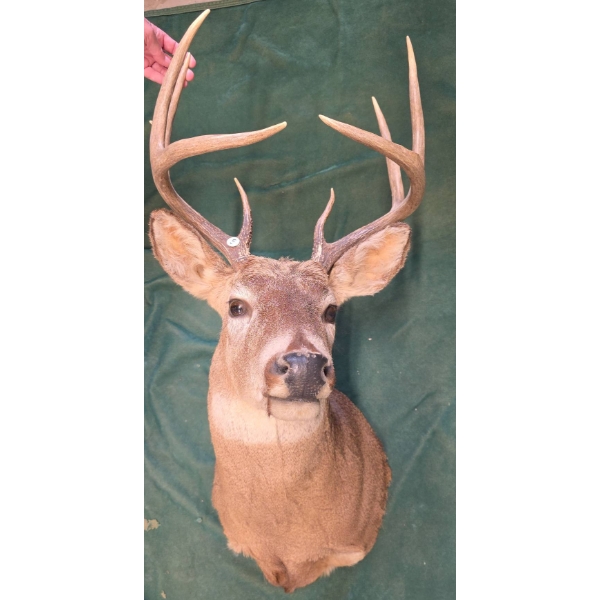 Whitetail Deer Shoulder Mount Taxidermy