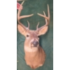 Image 1 : Whitetail Deer Shoulder Mount Taxidermy