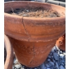 Image 2 : 3 Terra Cotta Planters 20T (Damaged See Photo)