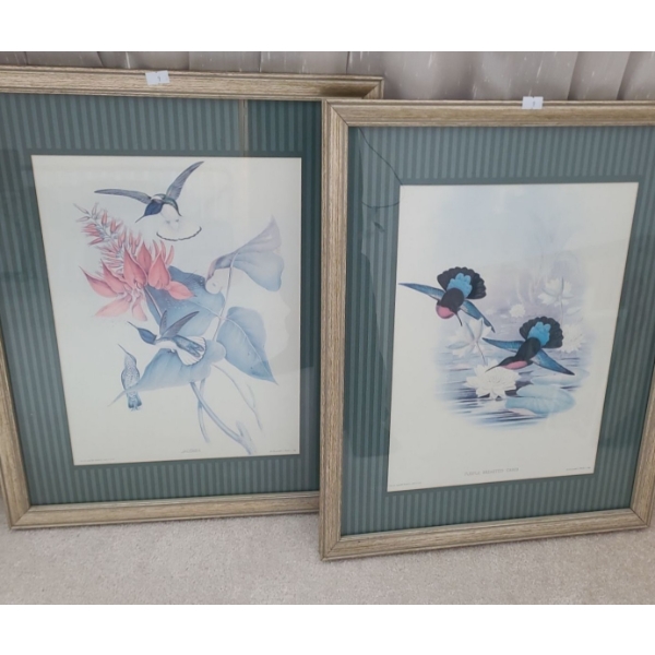 Prints "Jacobin" and "Purple Breasted Carib", Framed Under Glass 17.5 X 22 