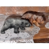 Image 10 : Bear Figurines and Plush Collection