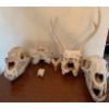 Bone Bundle - Assorted Skulls & More
