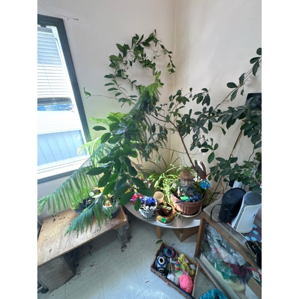  plants and planters bricks and wood and garden gnnomes