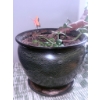 Image 2 : Large Jade Plant in Ceramic Planter With Saucer