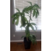Image 1 : 7ft Tall Artificial House Plant - Quality Piece 