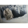 Image 2 : Print of Lynx, Artist: Robert Bateman, Framed Under Glass 41.5 X 28.5 