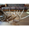 Image 2 : Deer Sheds and a Grouse mount . 3 deer sheds in total 