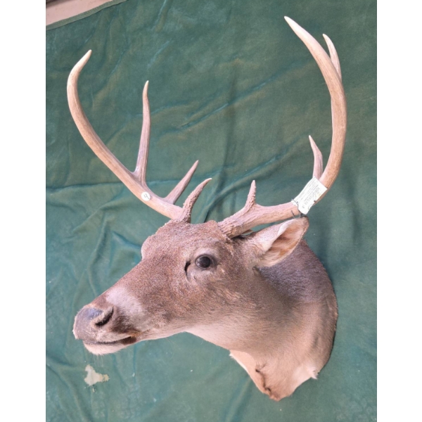Mounted Whitetail Deer Head Taxidermy