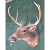 Image 1 : Mounted Whitetail Deer Head Taxidermy
