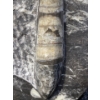 Image 3 : Orthoceras and Ammonite Fossil Specimen Statues